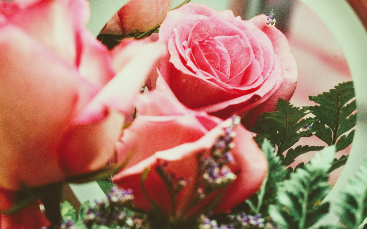 Pink Roses
