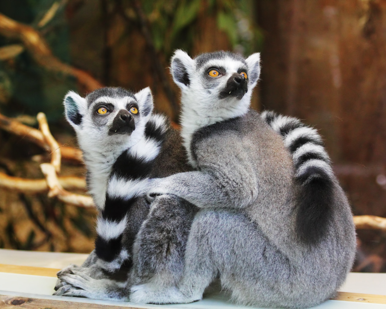 Lemurs