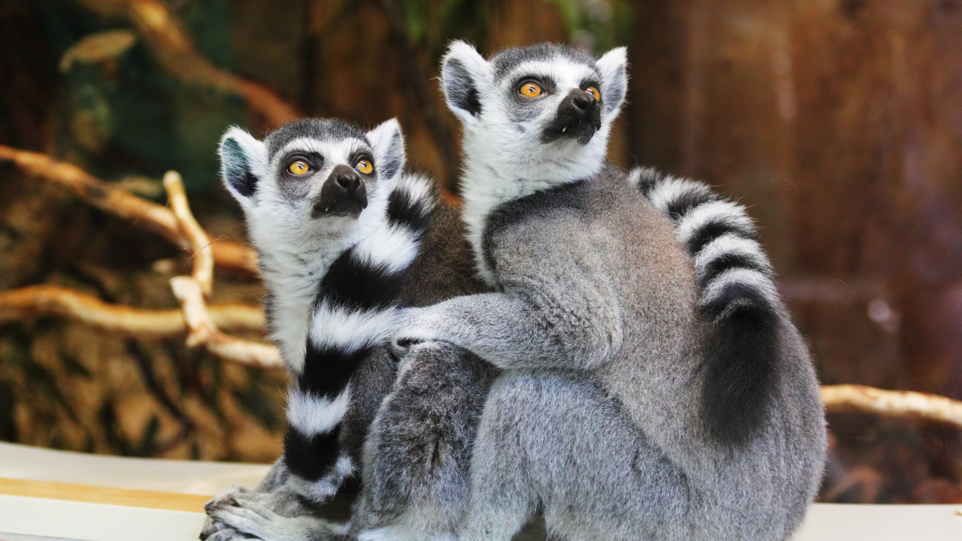 Lemurs