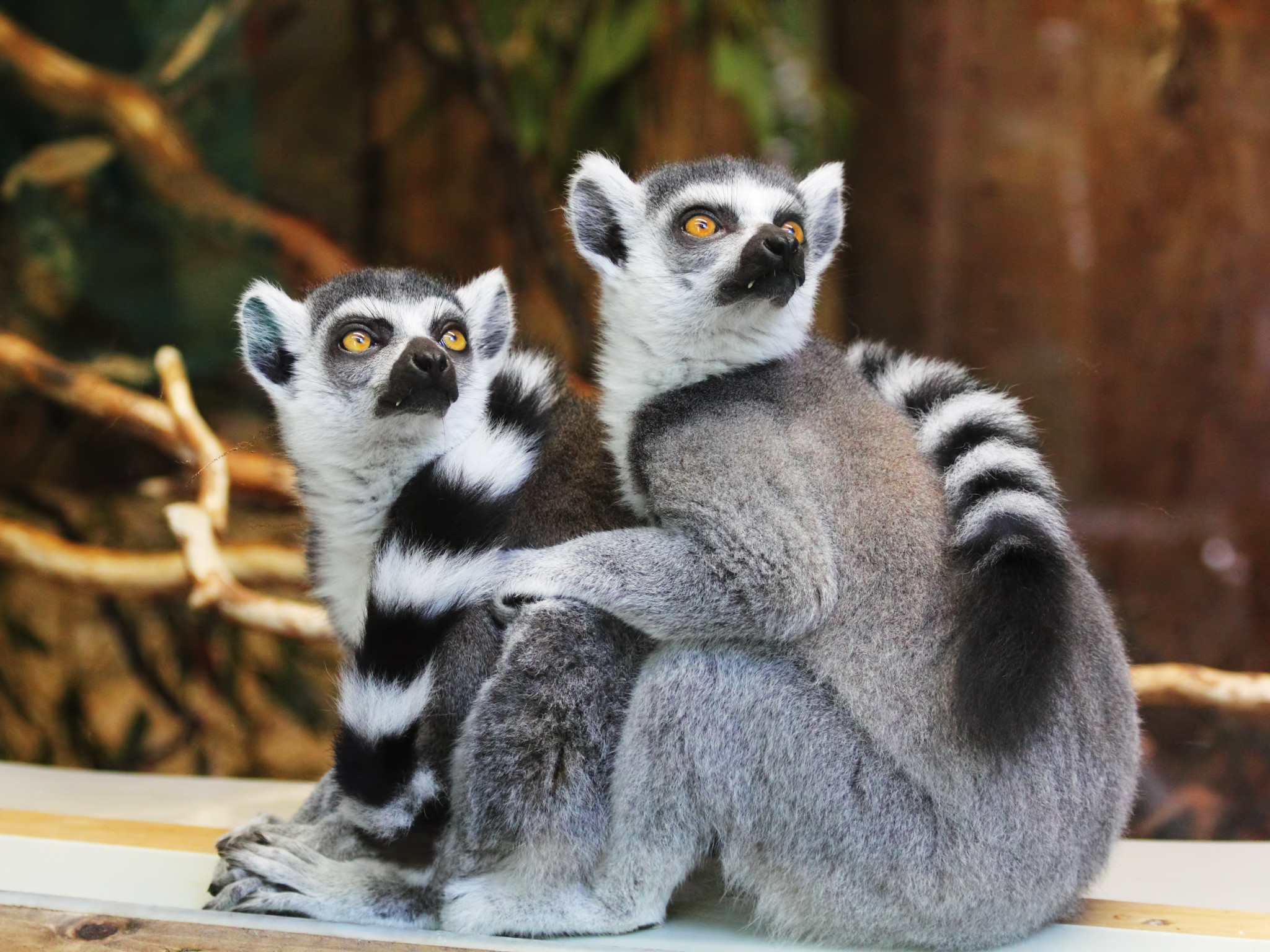Lemurs