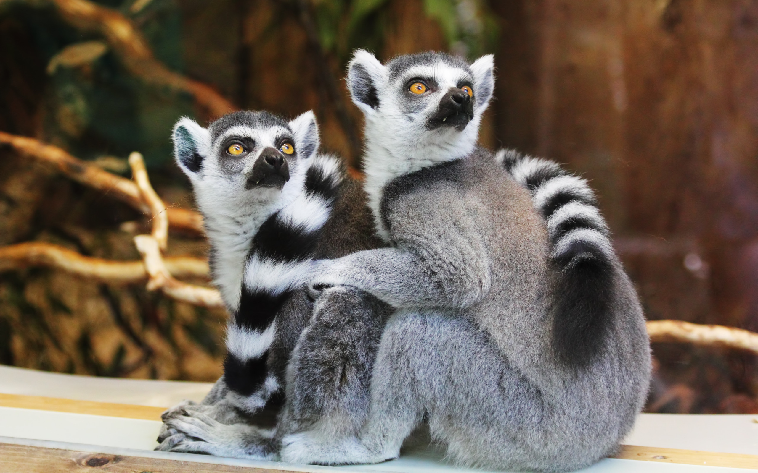Lemurs