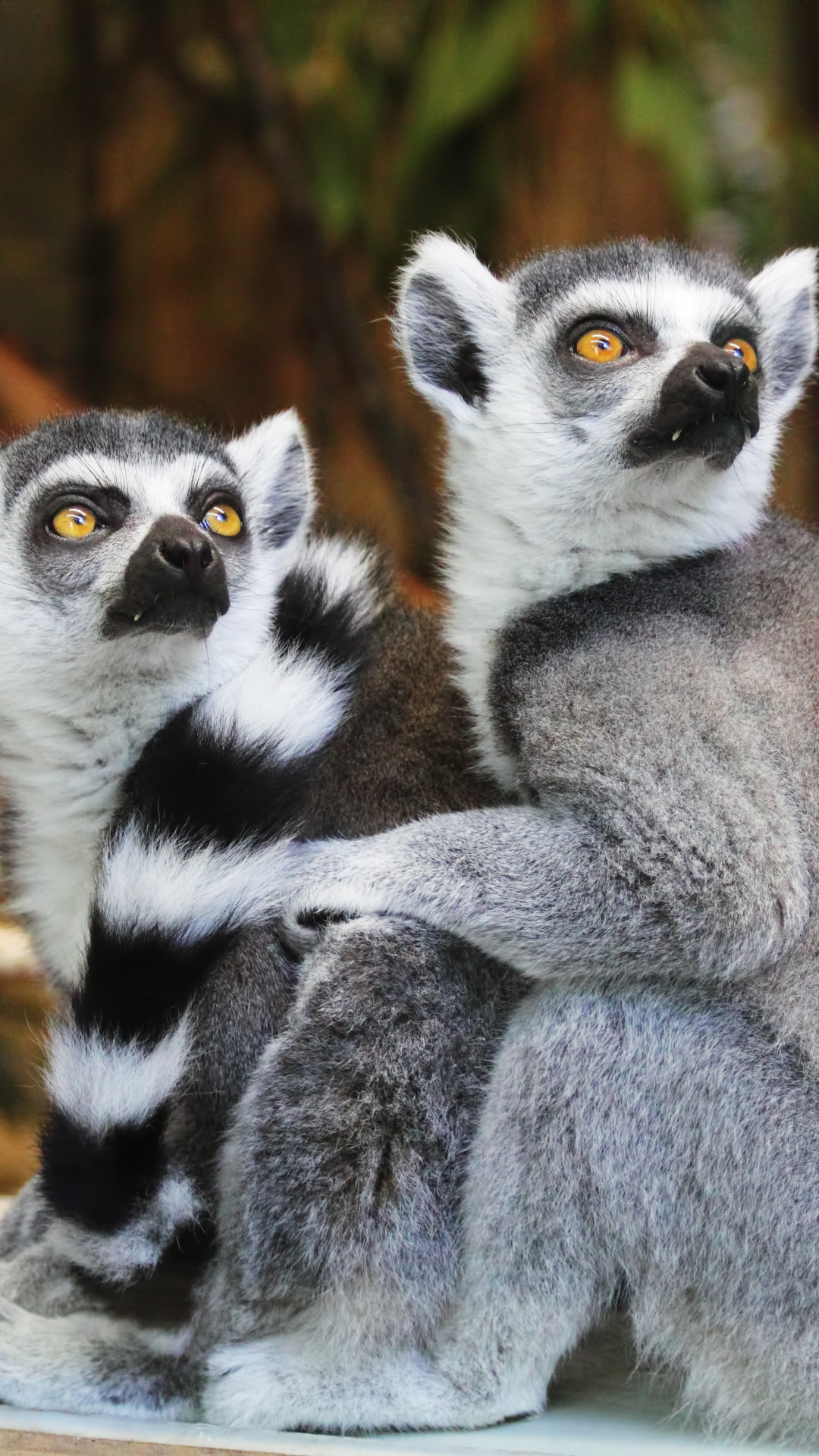 Lemurs