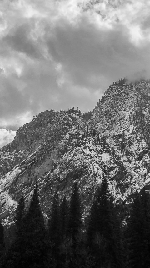 Trees and Mountains