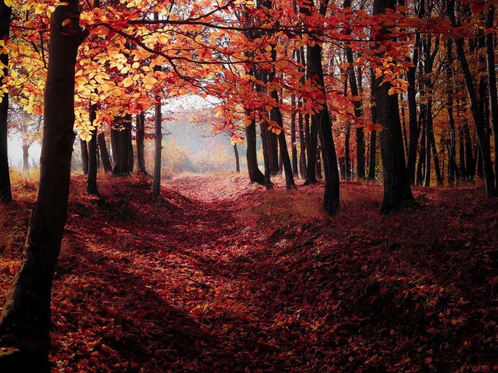 Autumn Woodland