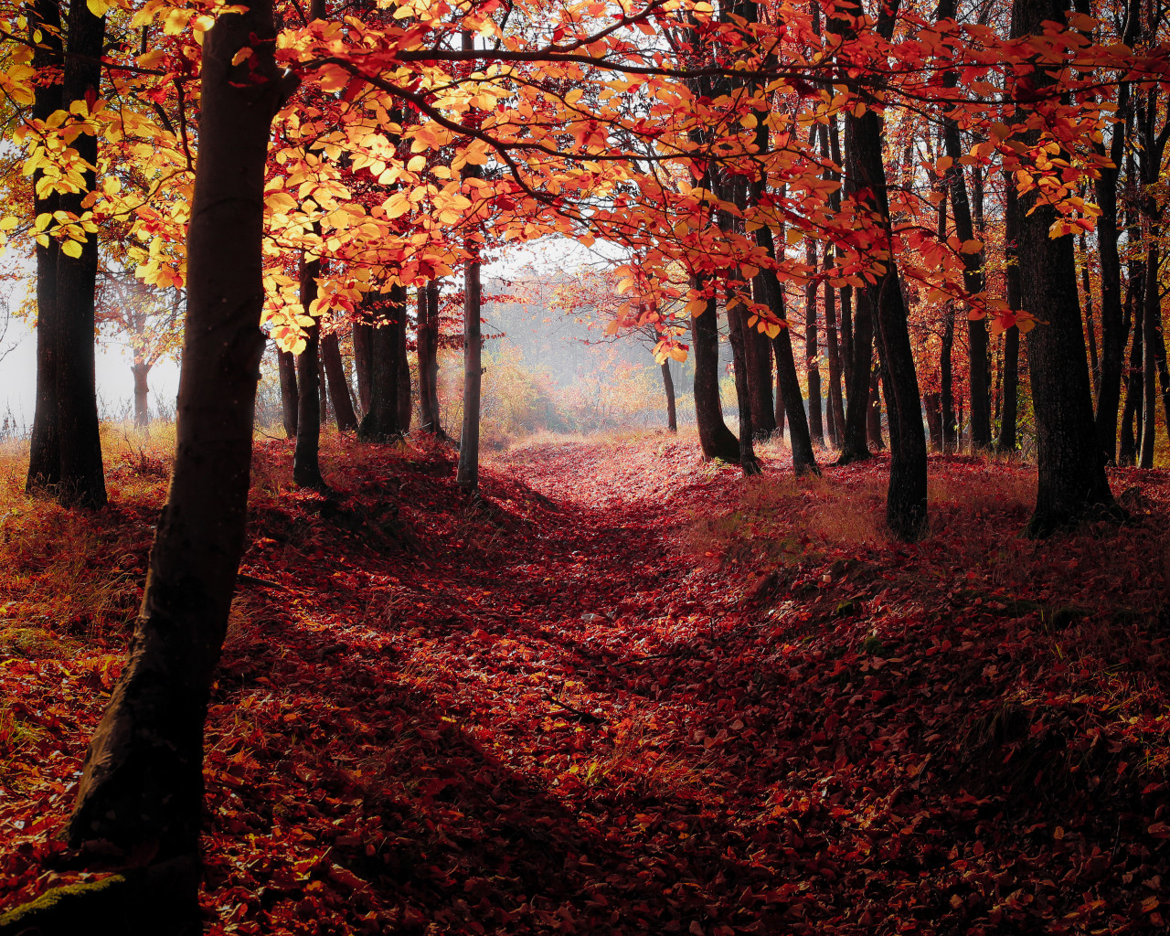 Autumn Woodland
