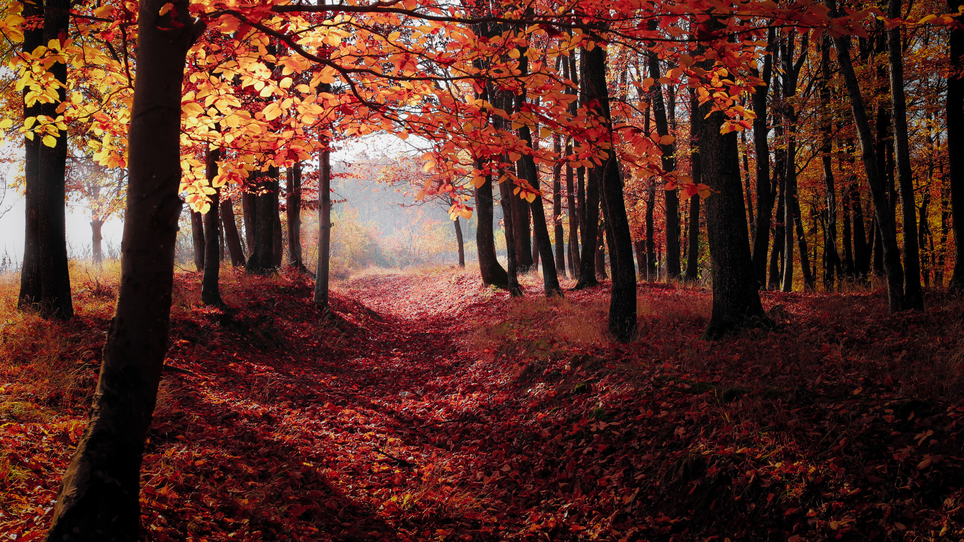 Autumn Woodland