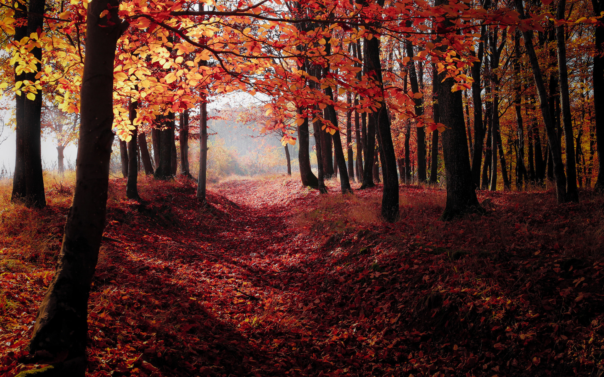 Autumn Woodland