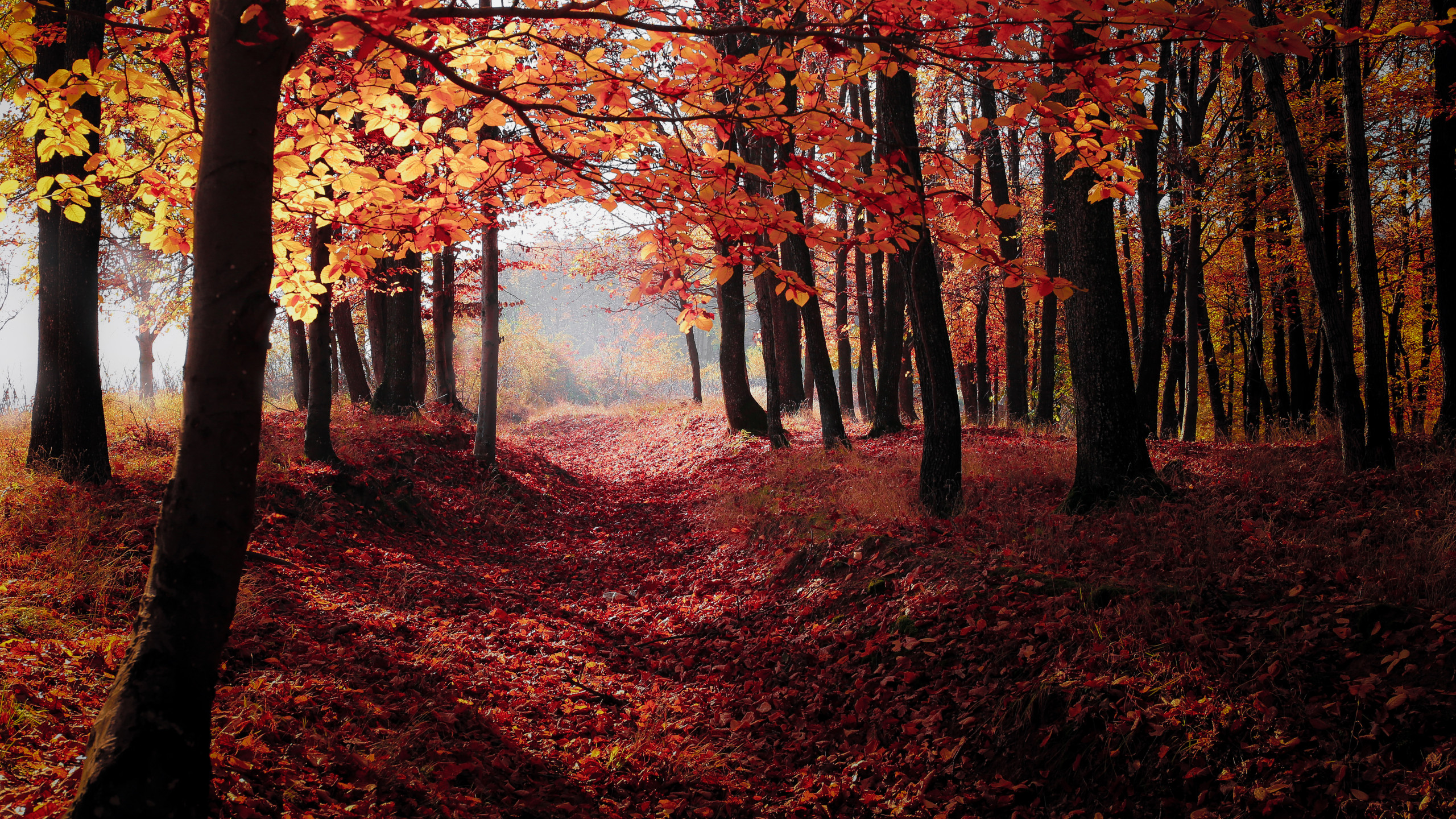 Autumn Woodland