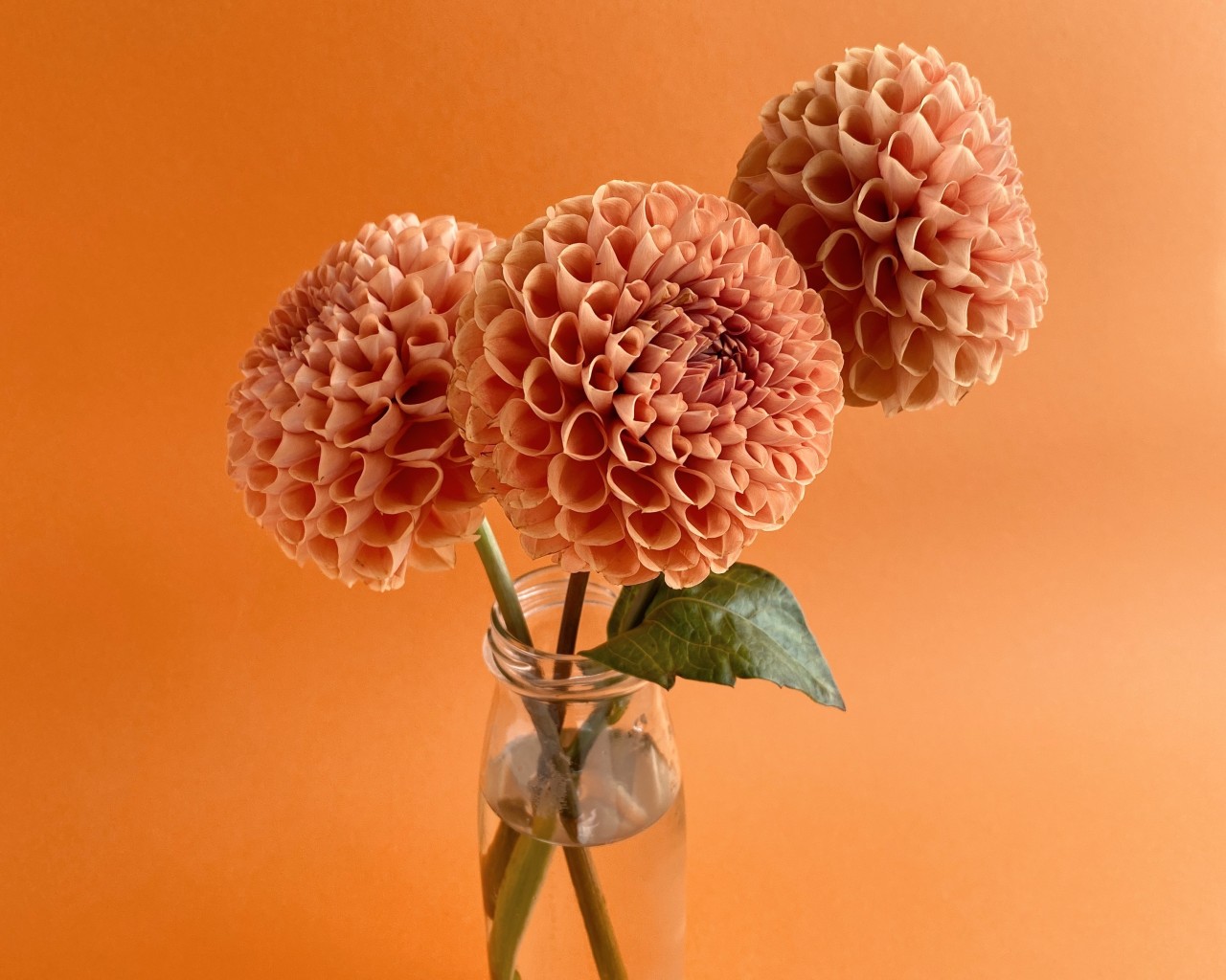 unusual flower