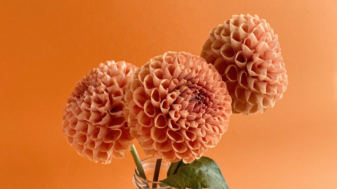 unusual flower