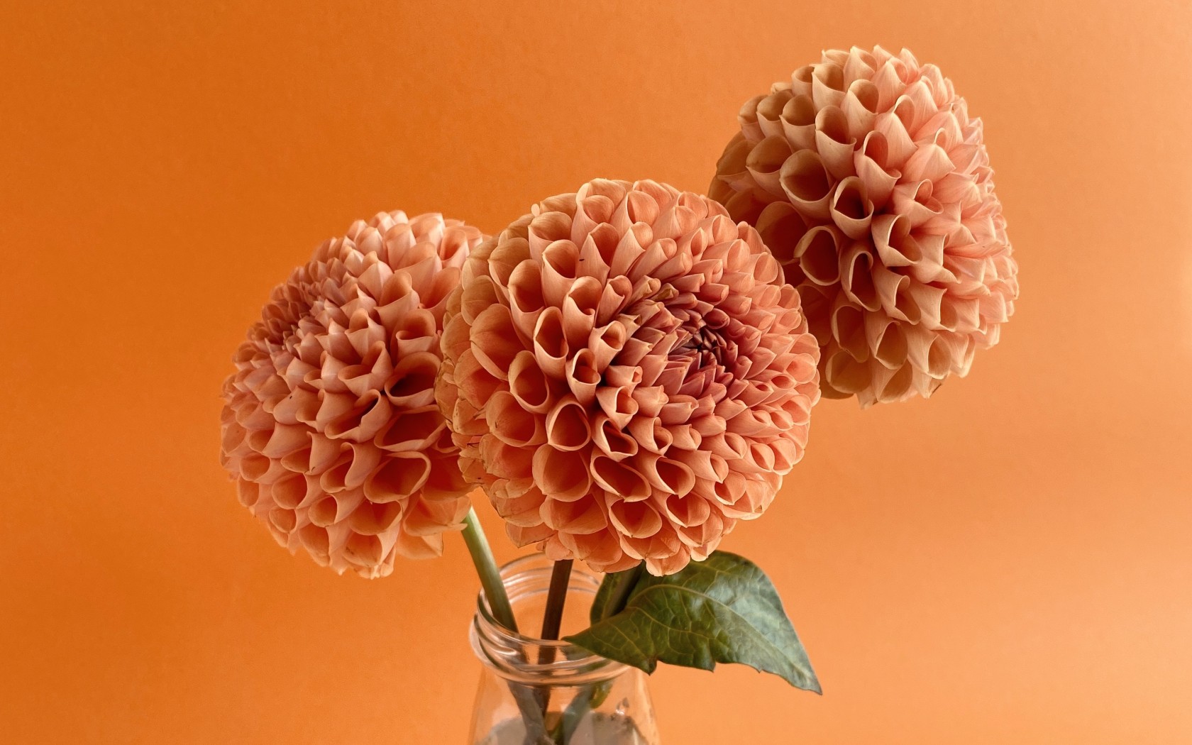 unusual flower