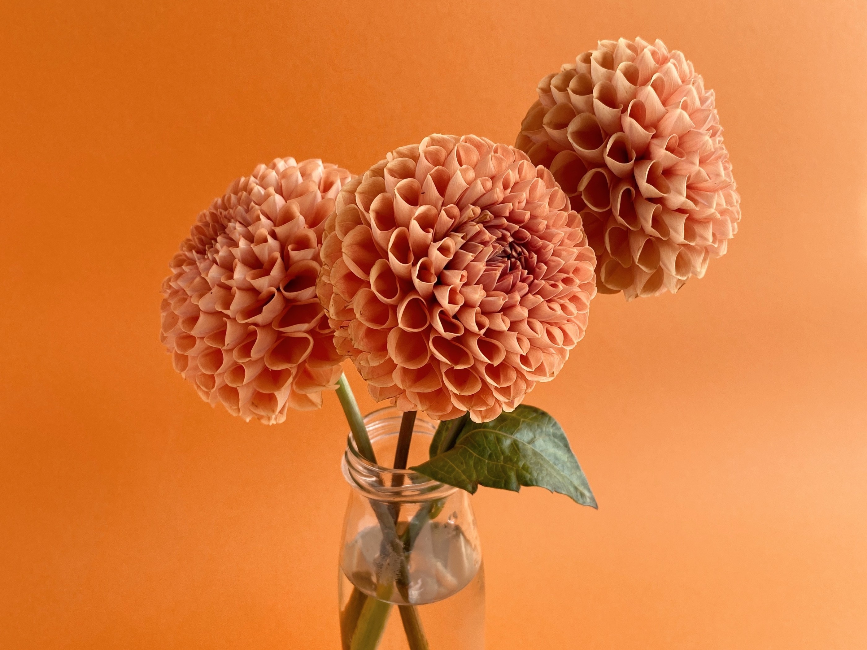 unusual flower