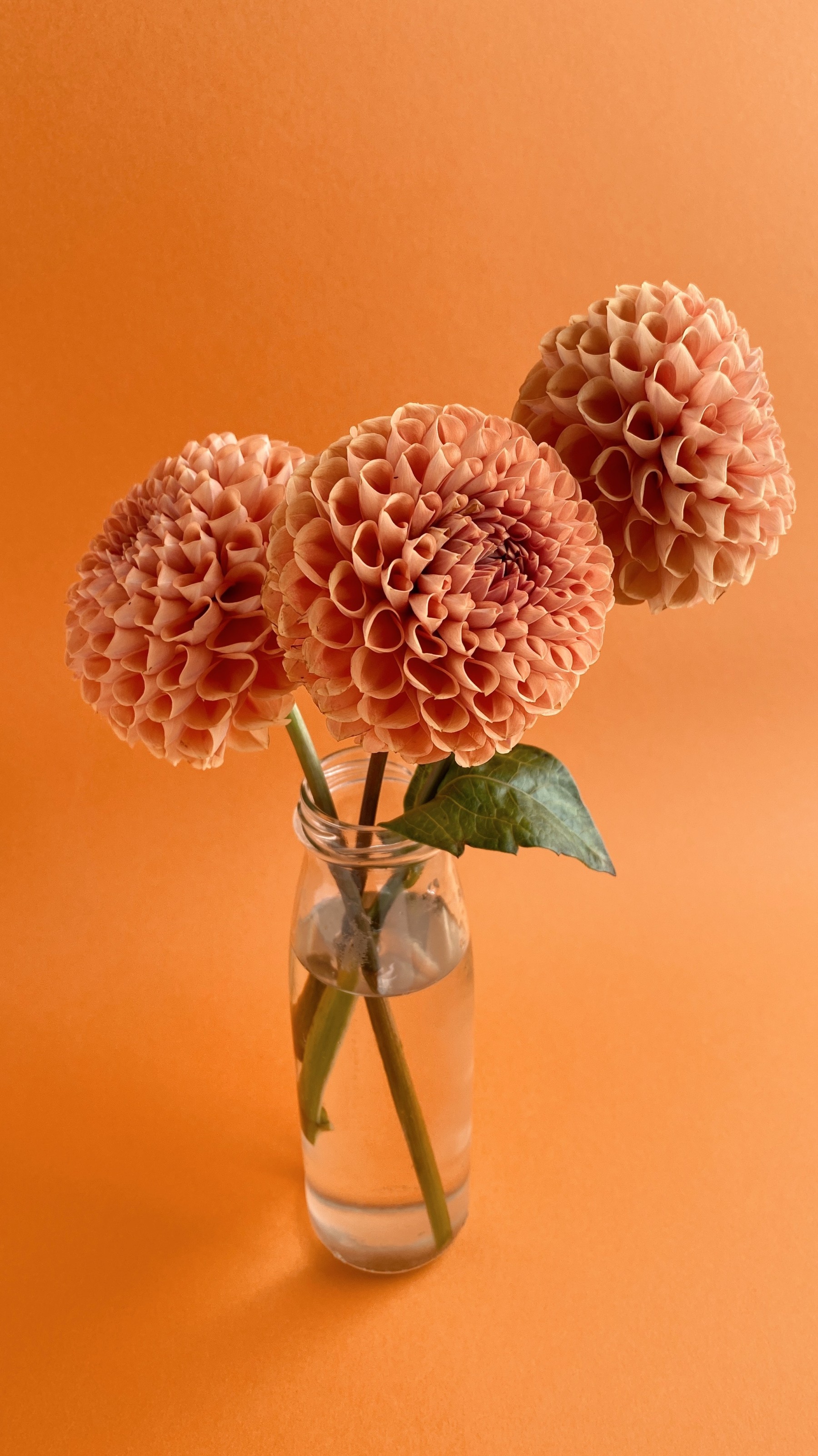 unusual flower