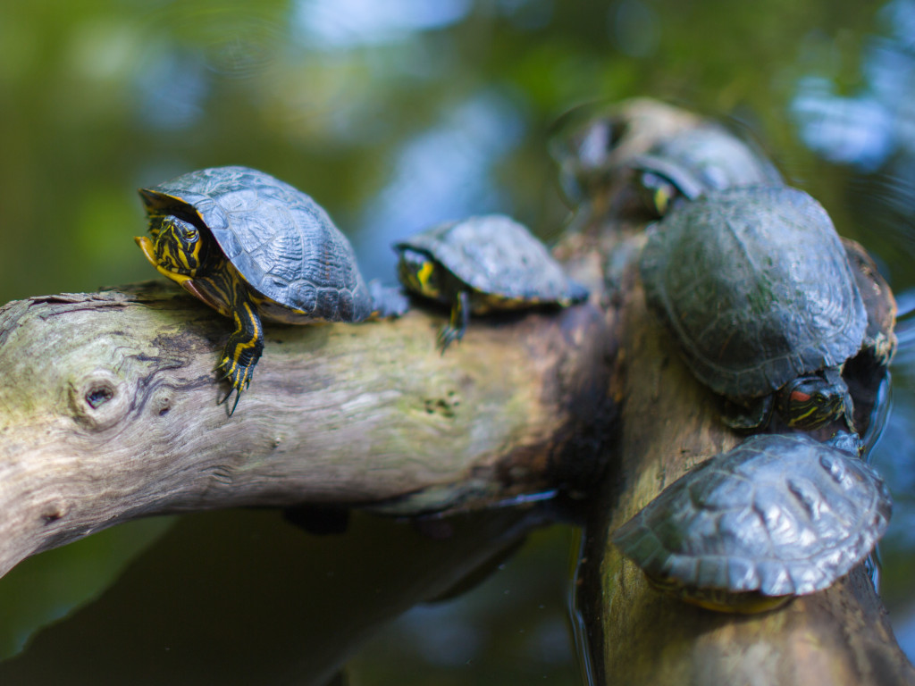 Gray Turtles