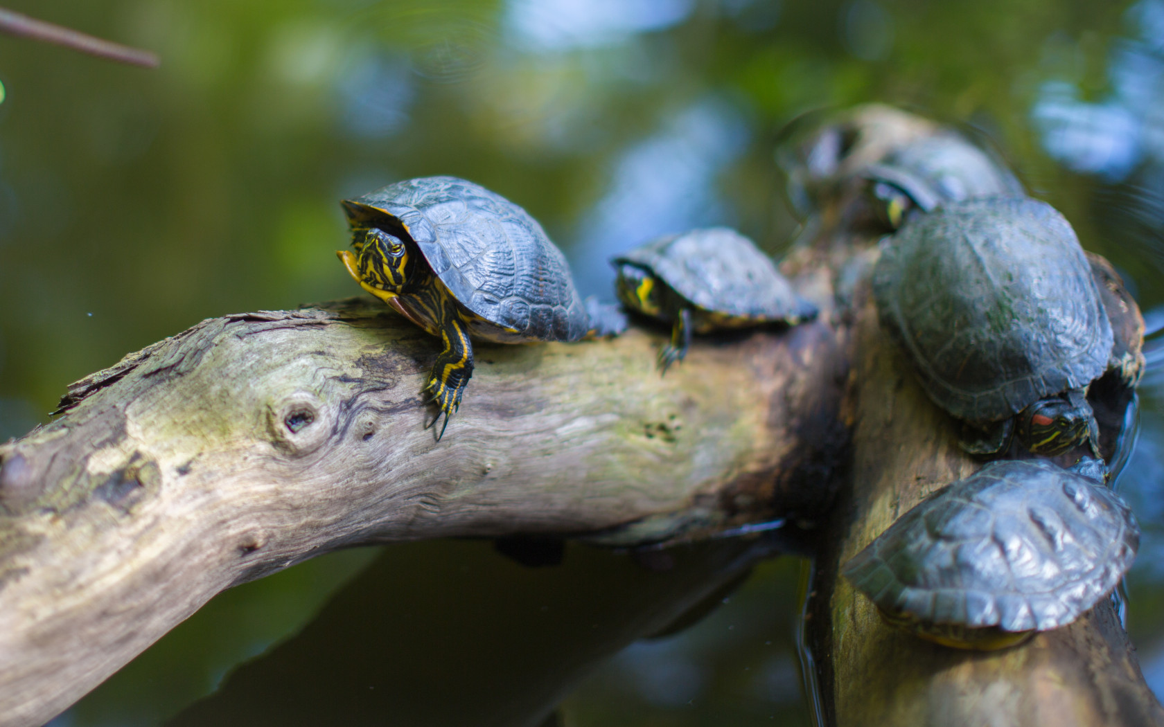 Gray Turtles