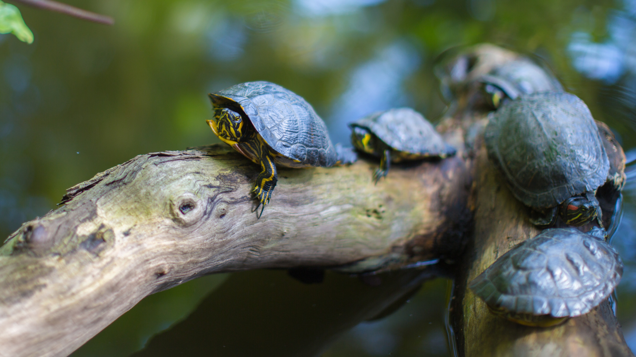 Gray Turtles