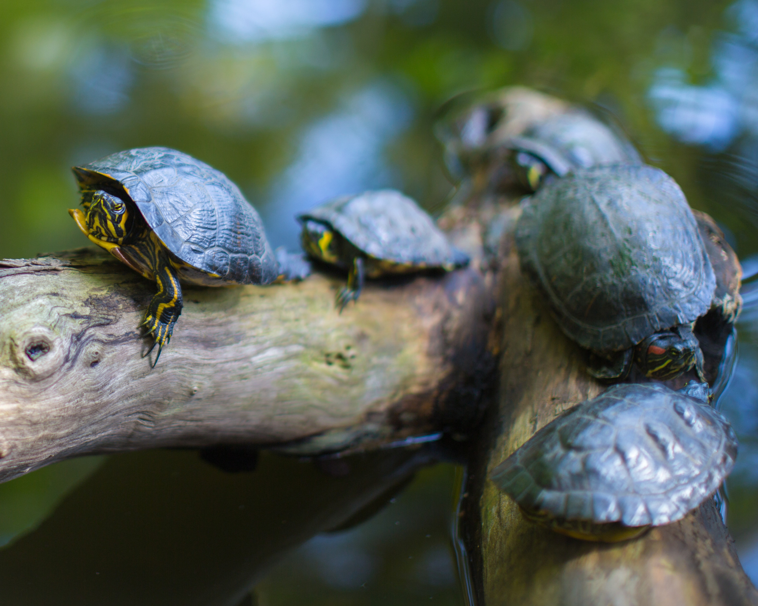 Gray Turtles