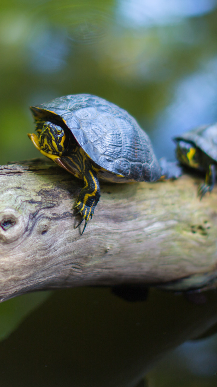 Gray Turtles