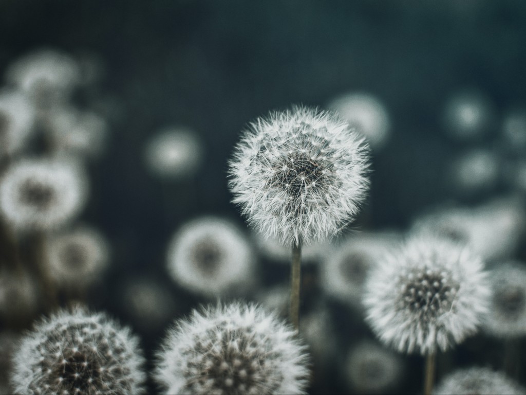 Dandelions