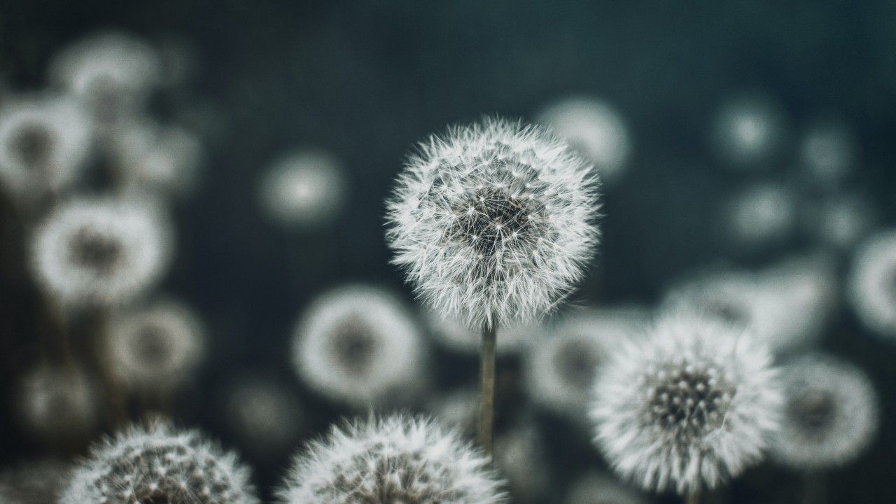 Dandelions