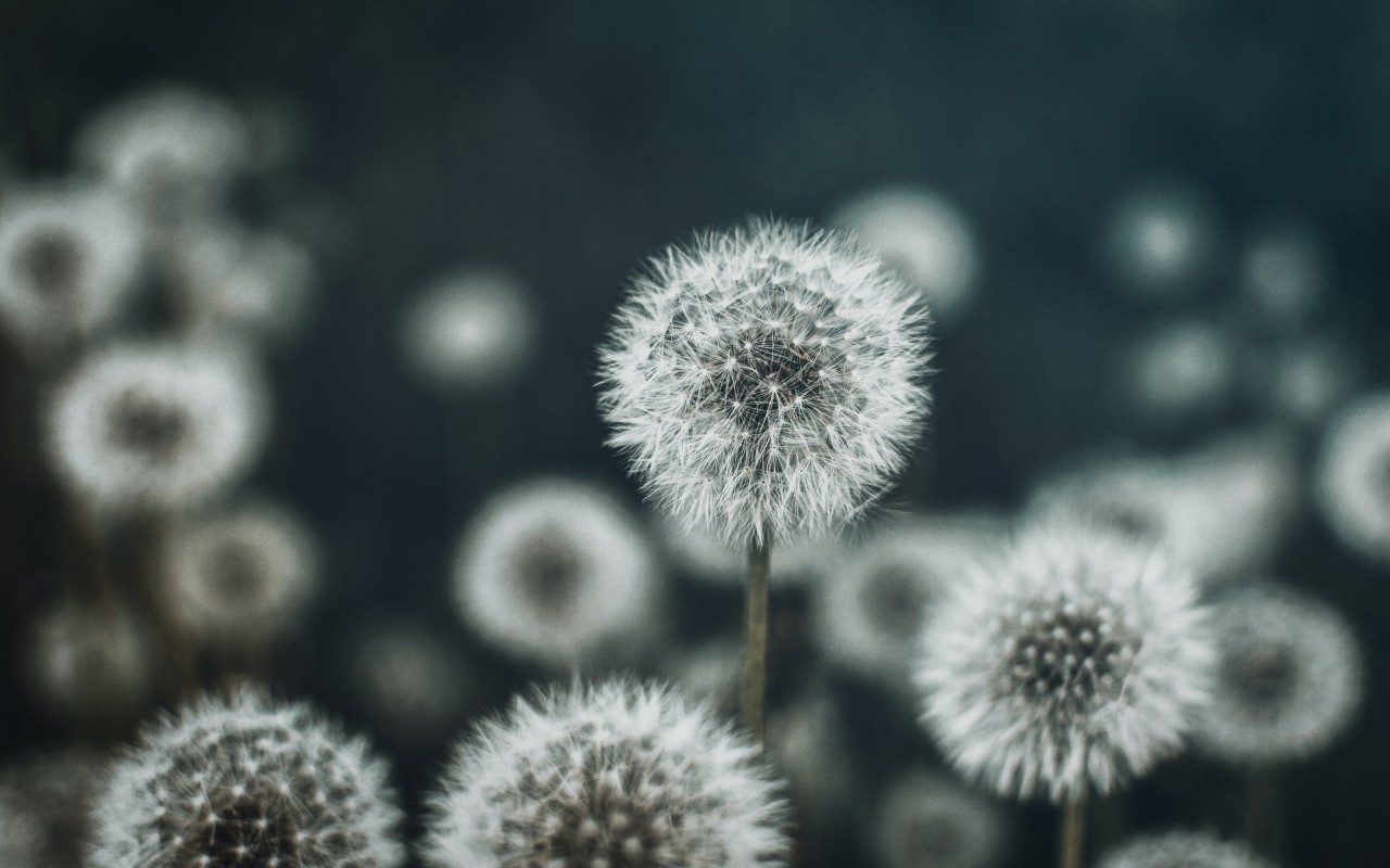 Dandelions