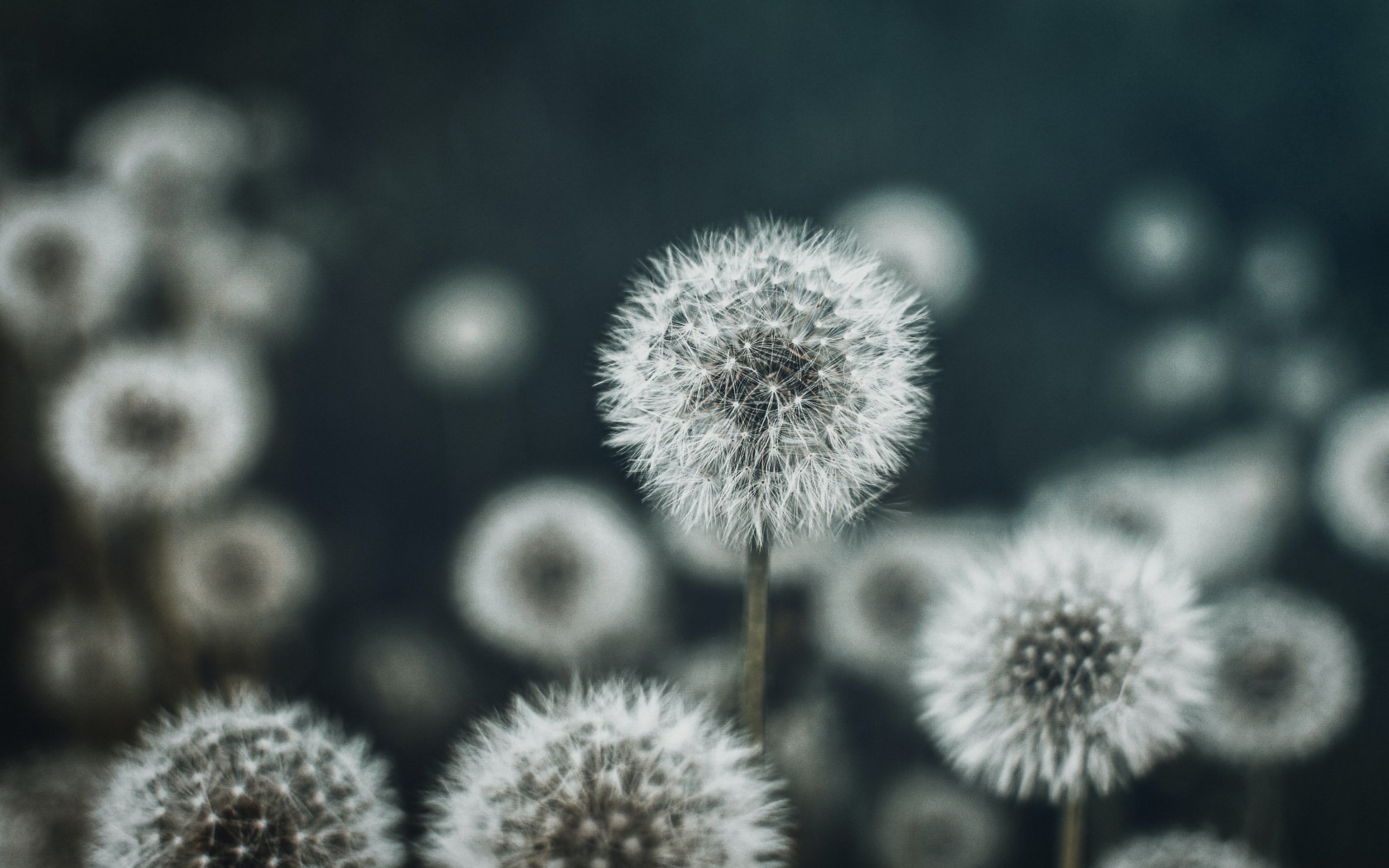 Dandelions