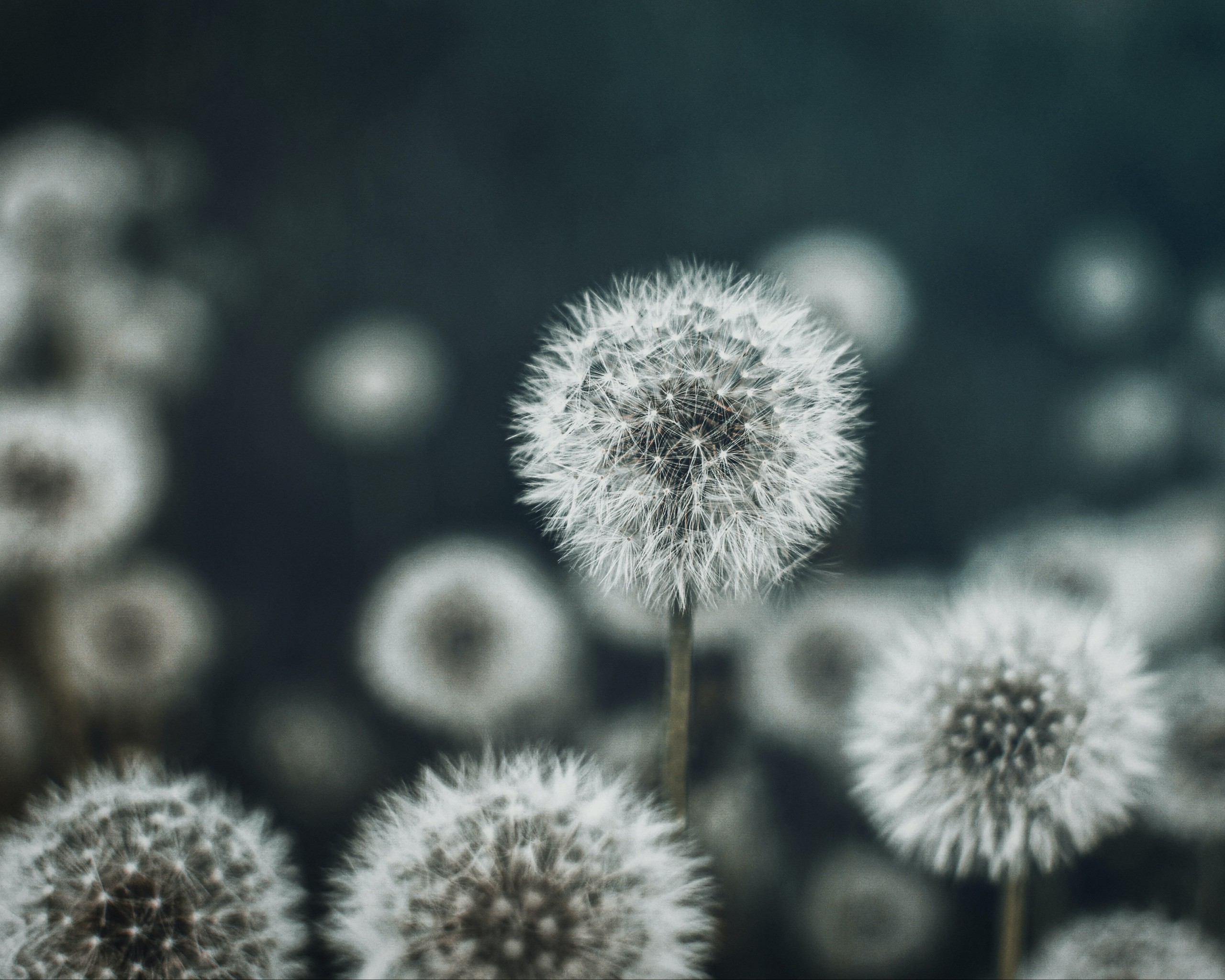 Dandelions