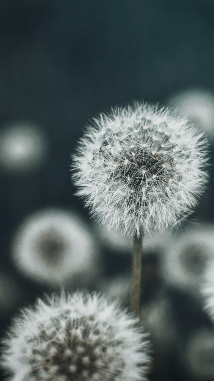 Dandelions