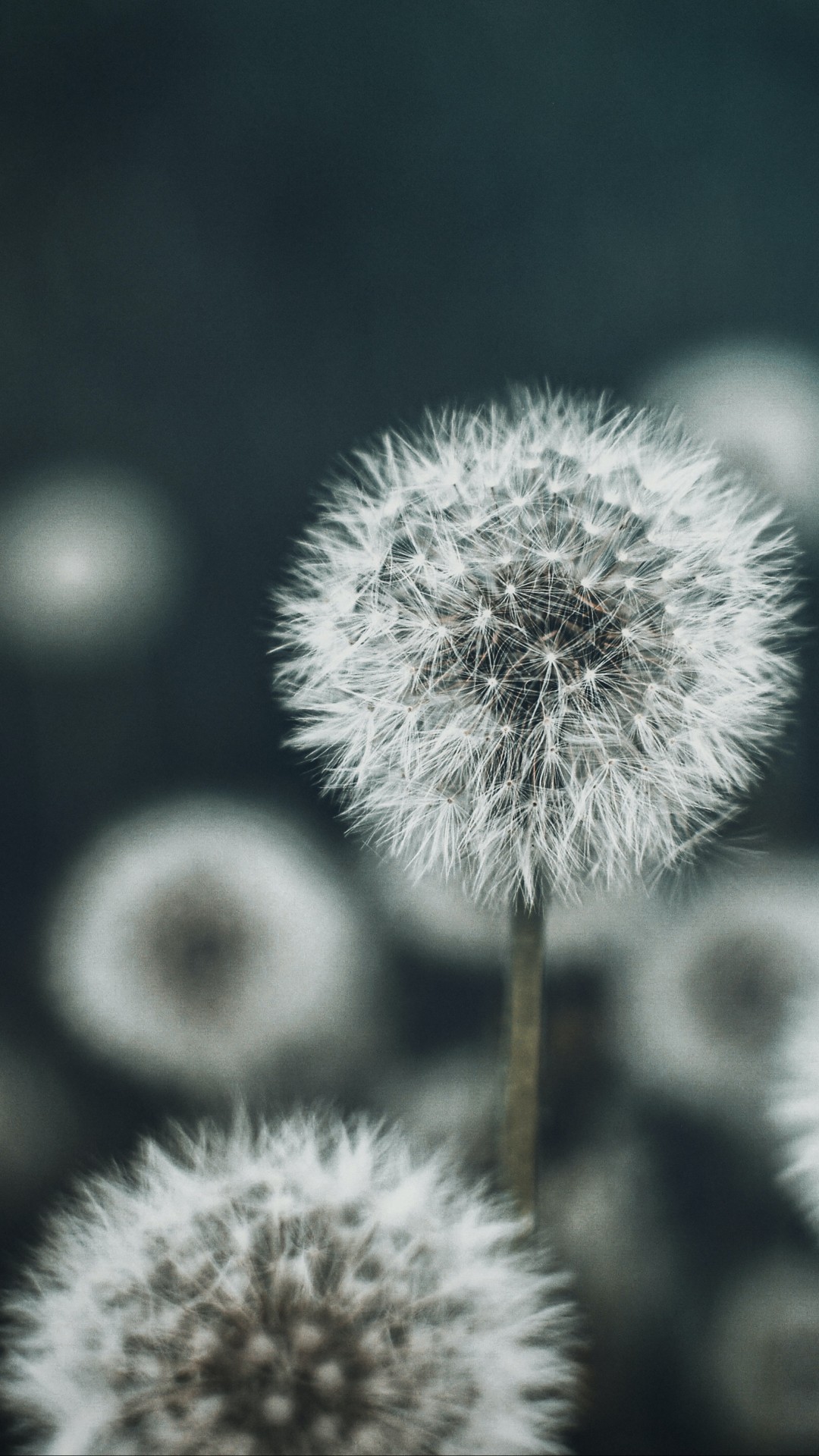 Dandelions