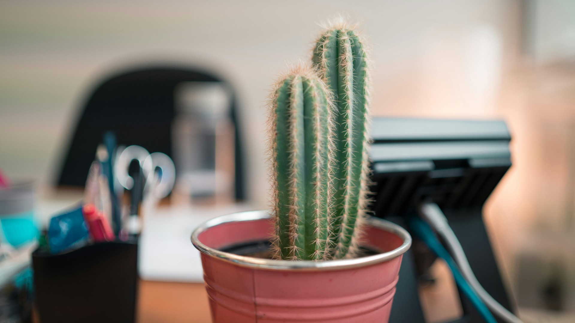 Cactus Plant