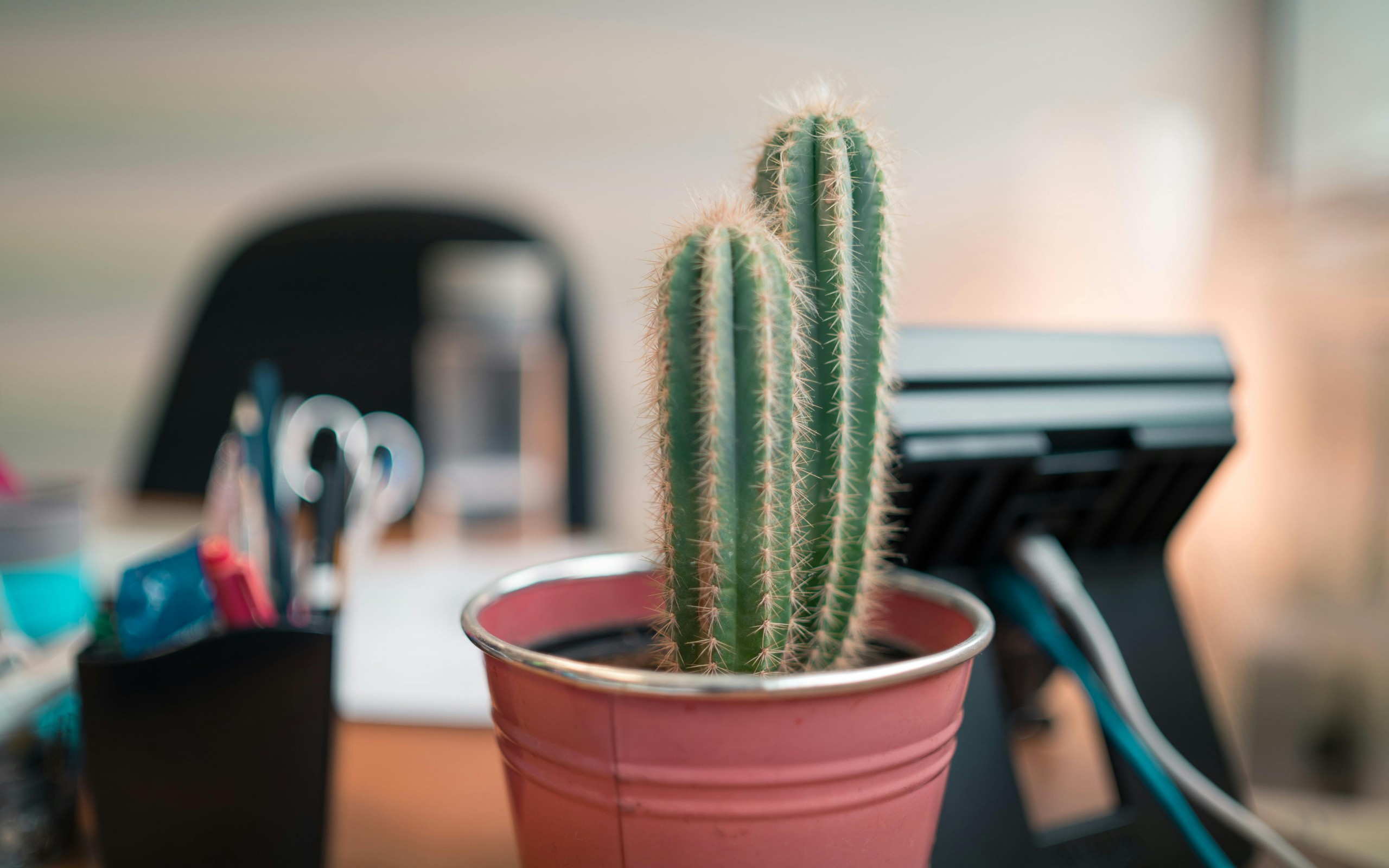 Cactus Plant