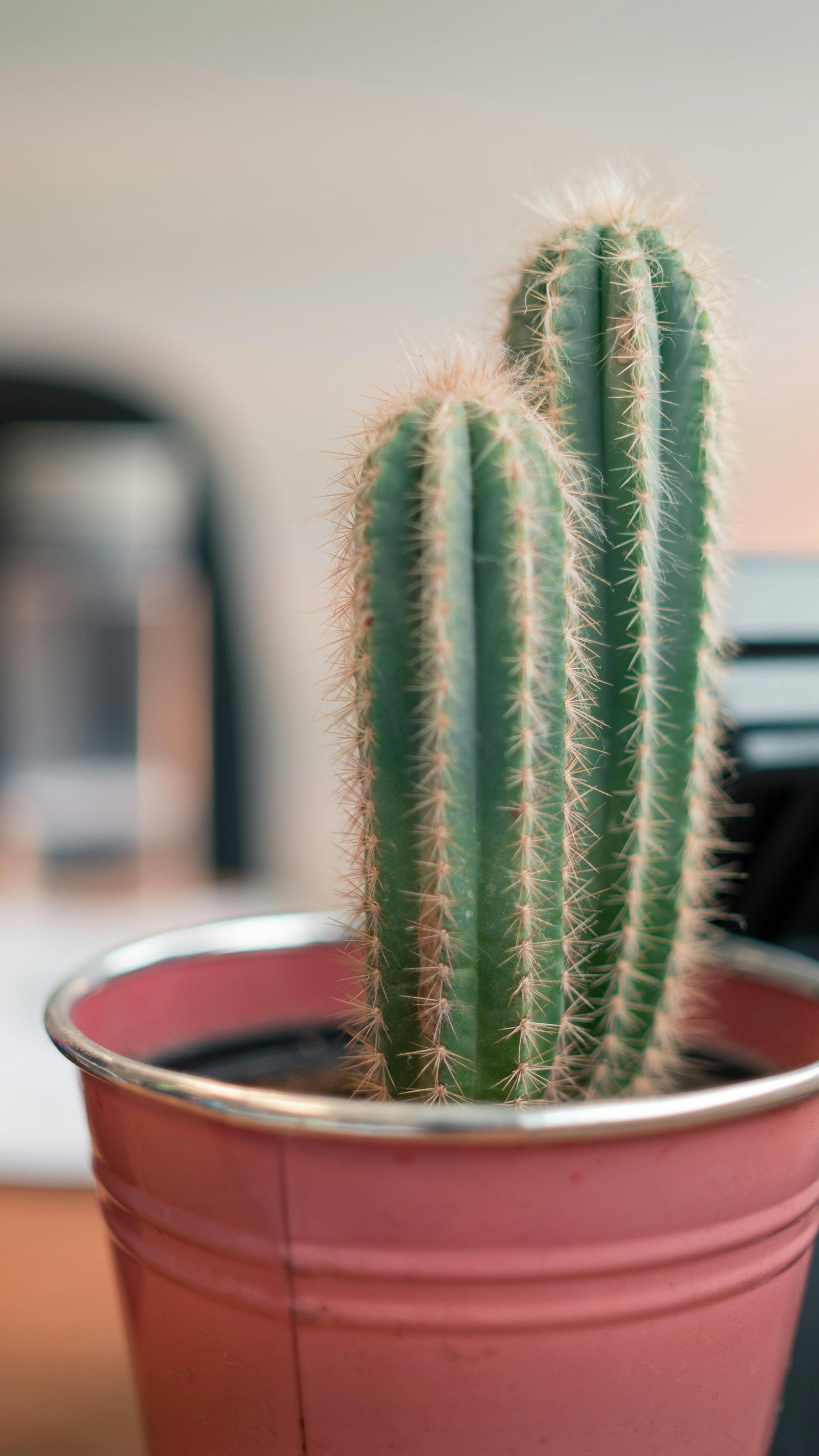 Cactus Plant