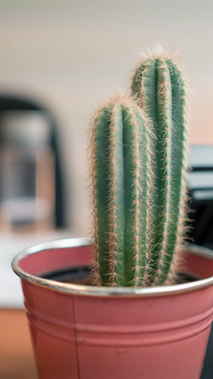 Cactus Plant
