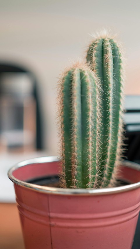 Cactus Plant