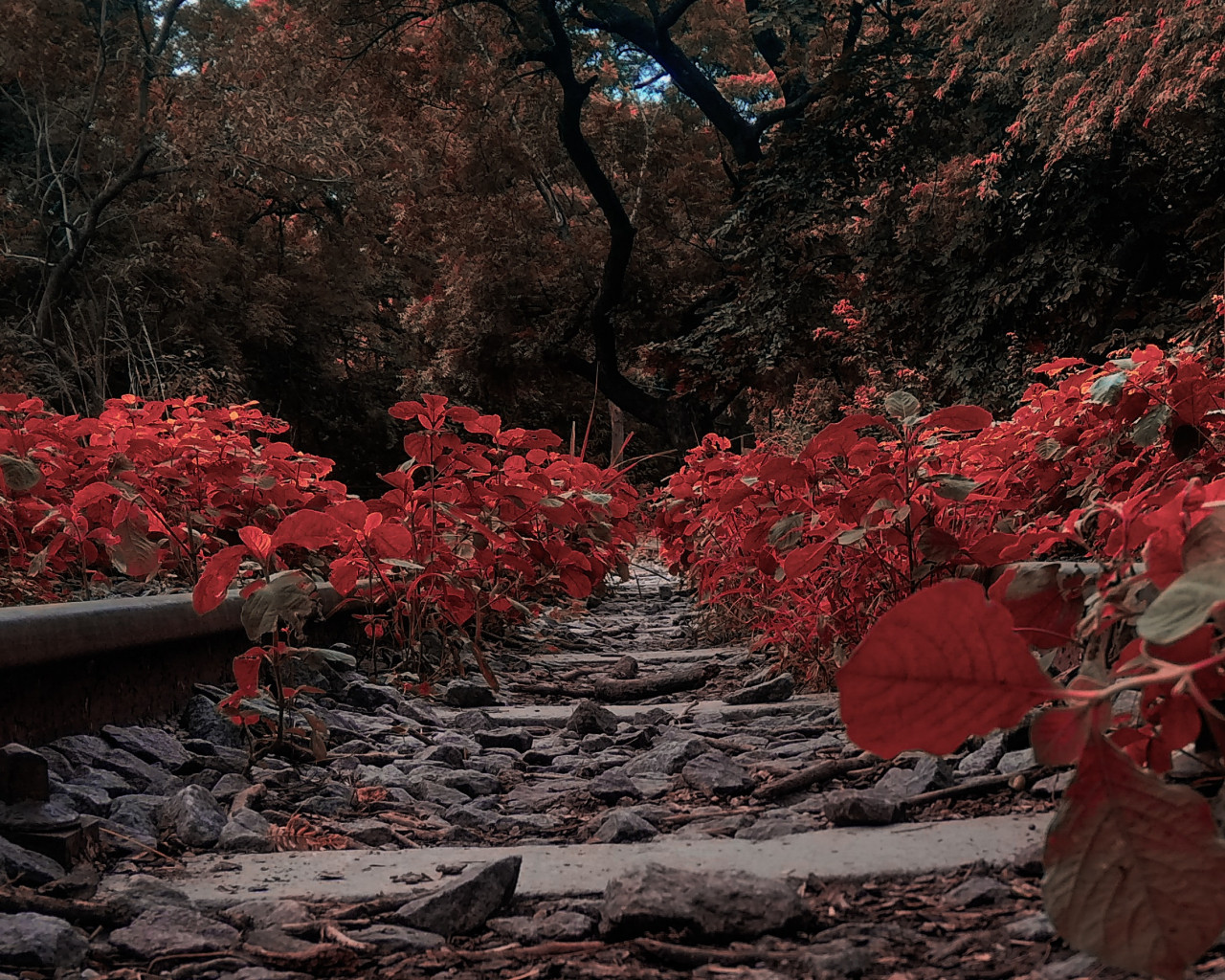 Pathway Filled With Red Plants