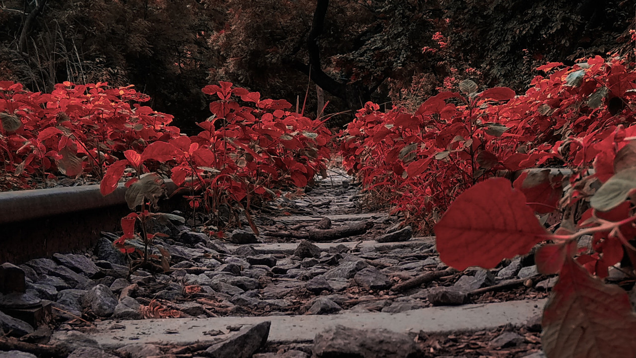 Pathway Filled With Red Plants