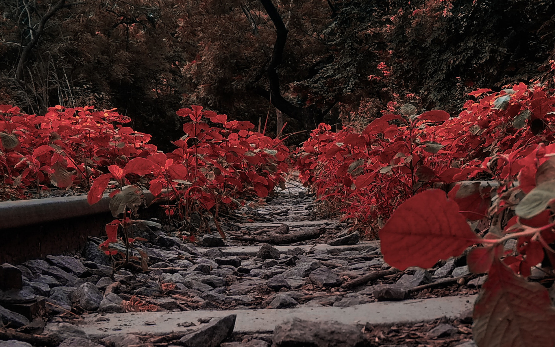 Pathway Filled With Red Plants