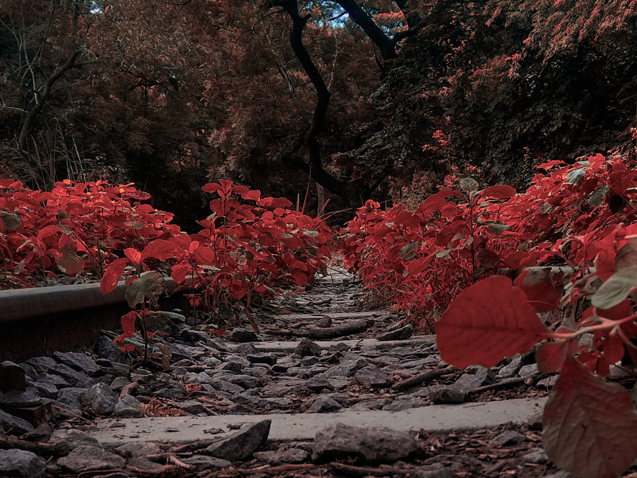 Pathway Filled With Red Plants