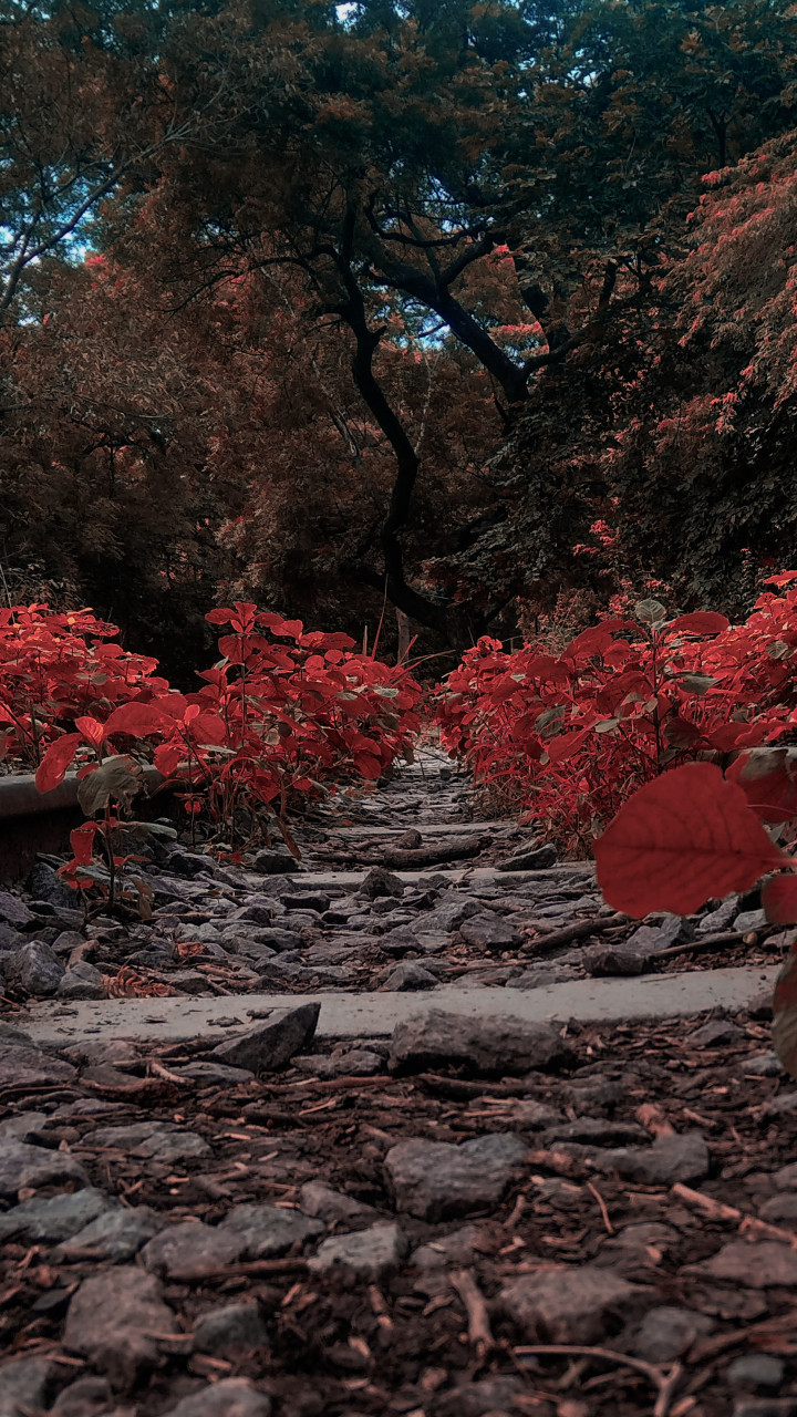 Pathway Filled With Red Plants