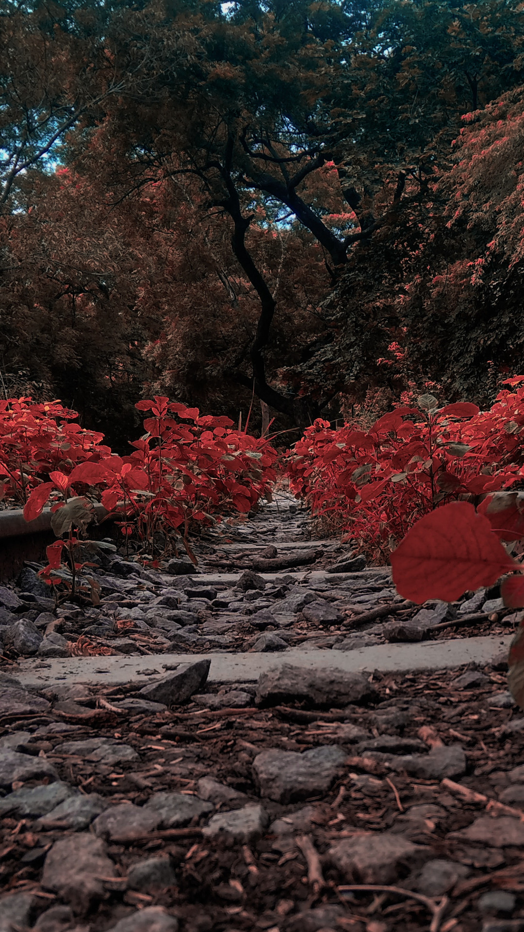 Pathway Filled With Red Plants