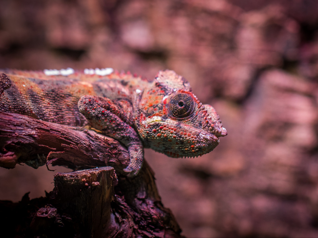 Lizard