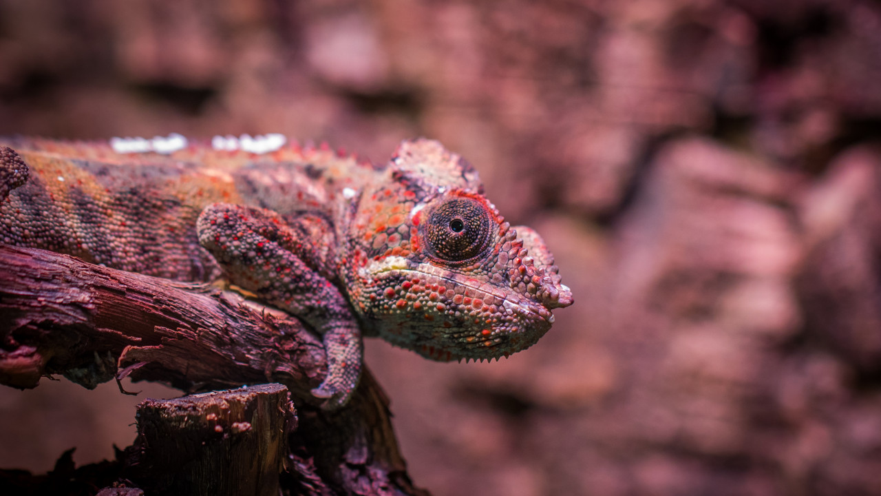 Lizard