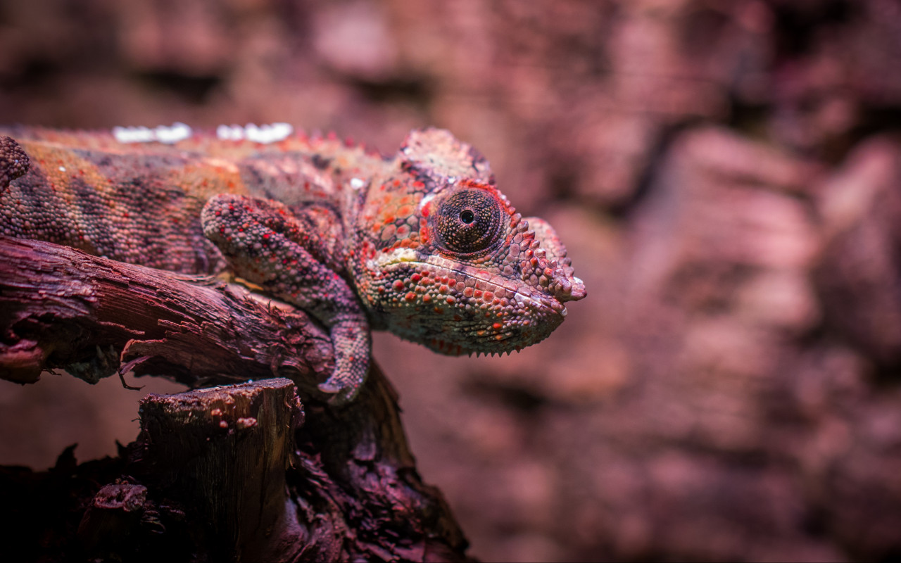 Lizard