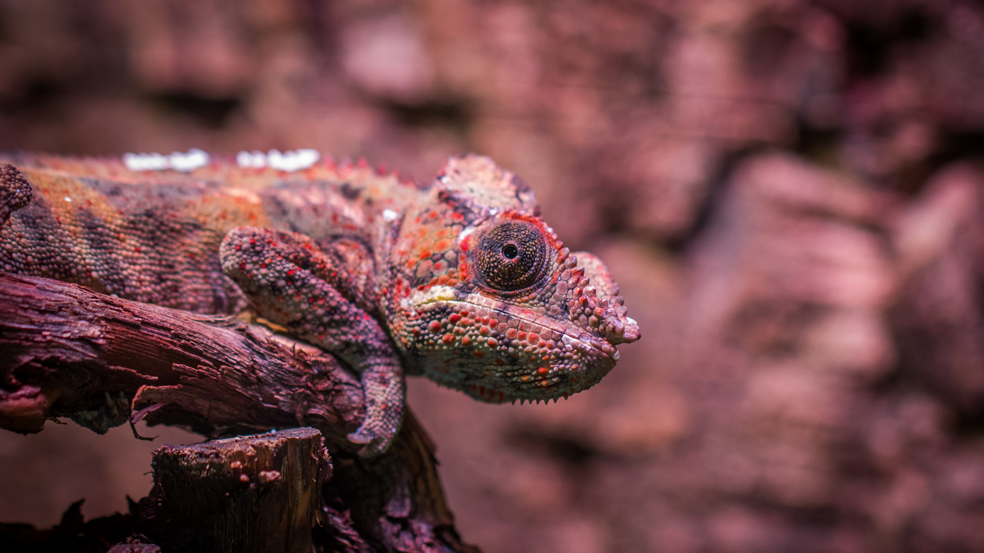 Lizard