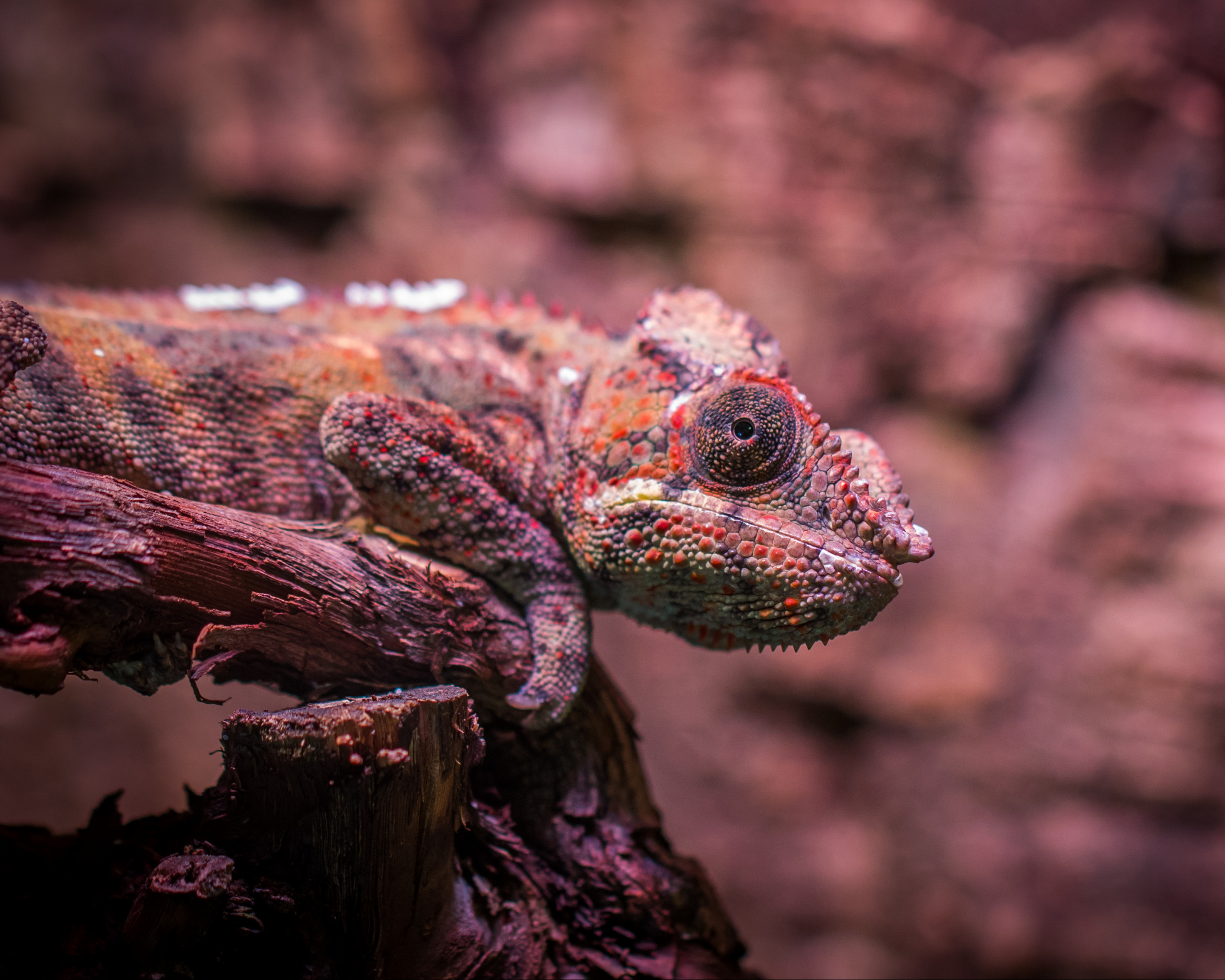 Lizard