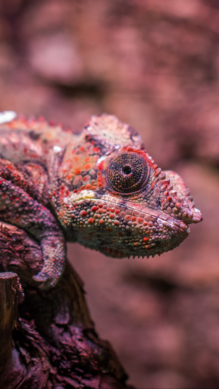 Lizard