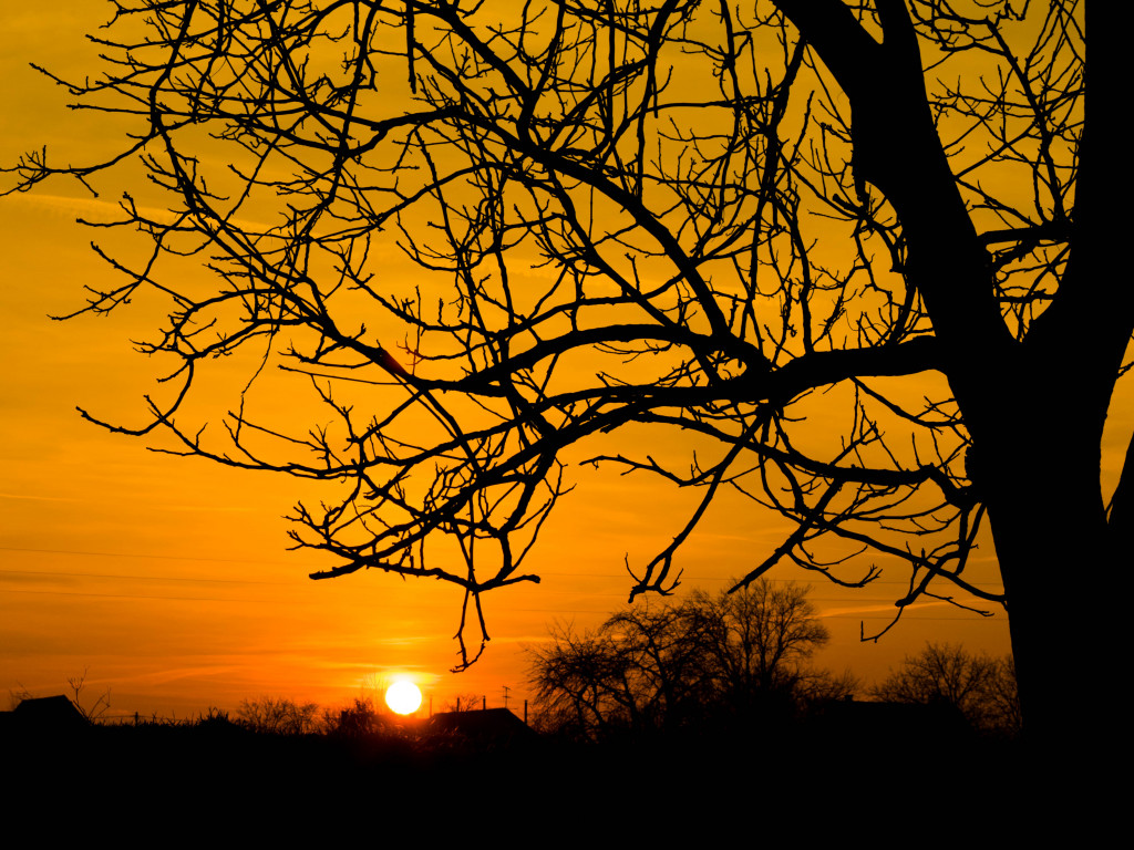Silhouette of Bare Tree
