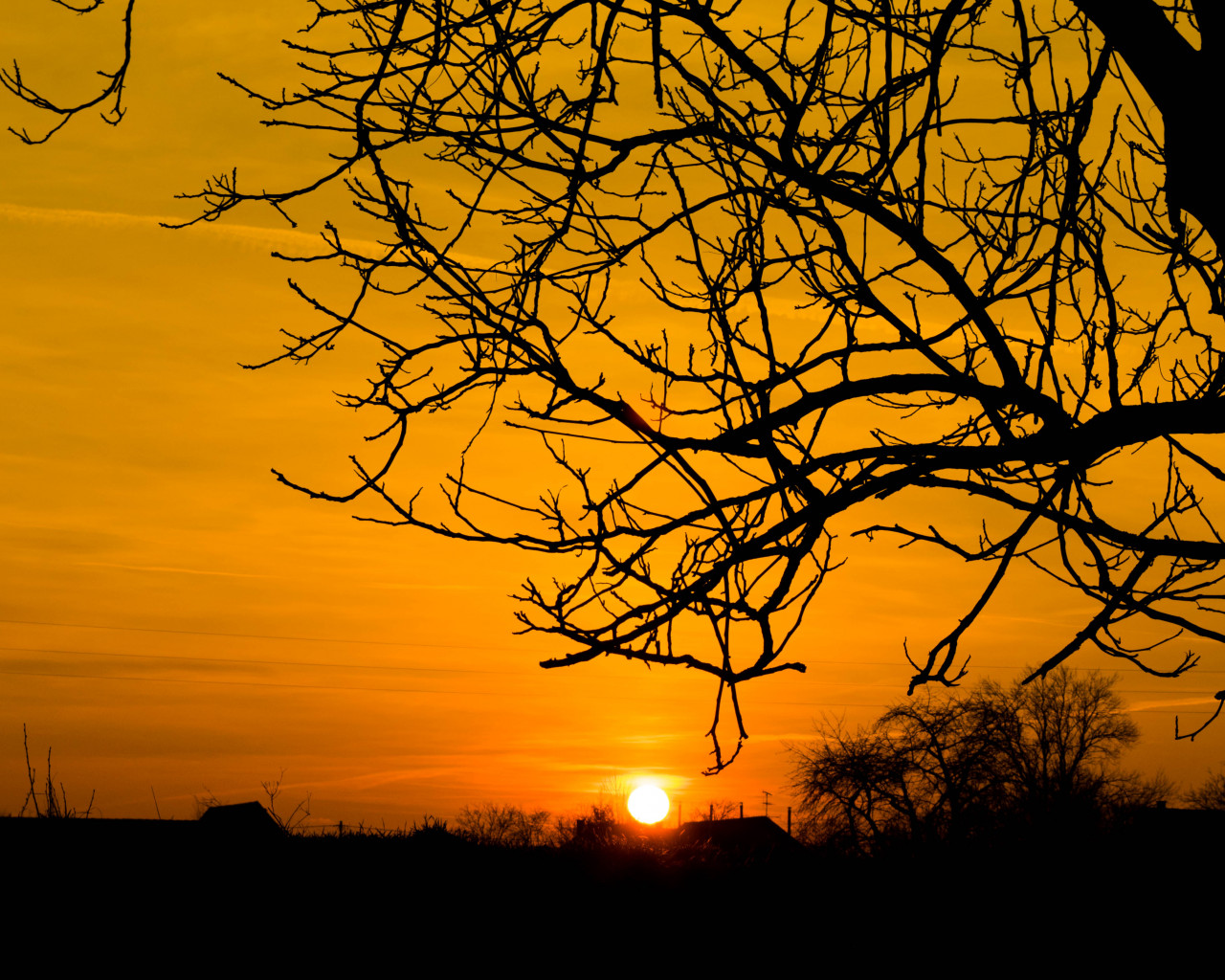 Silhouette of Bare Tree