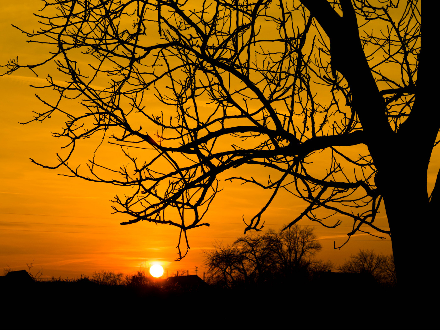 Silhouette of Bare Tree