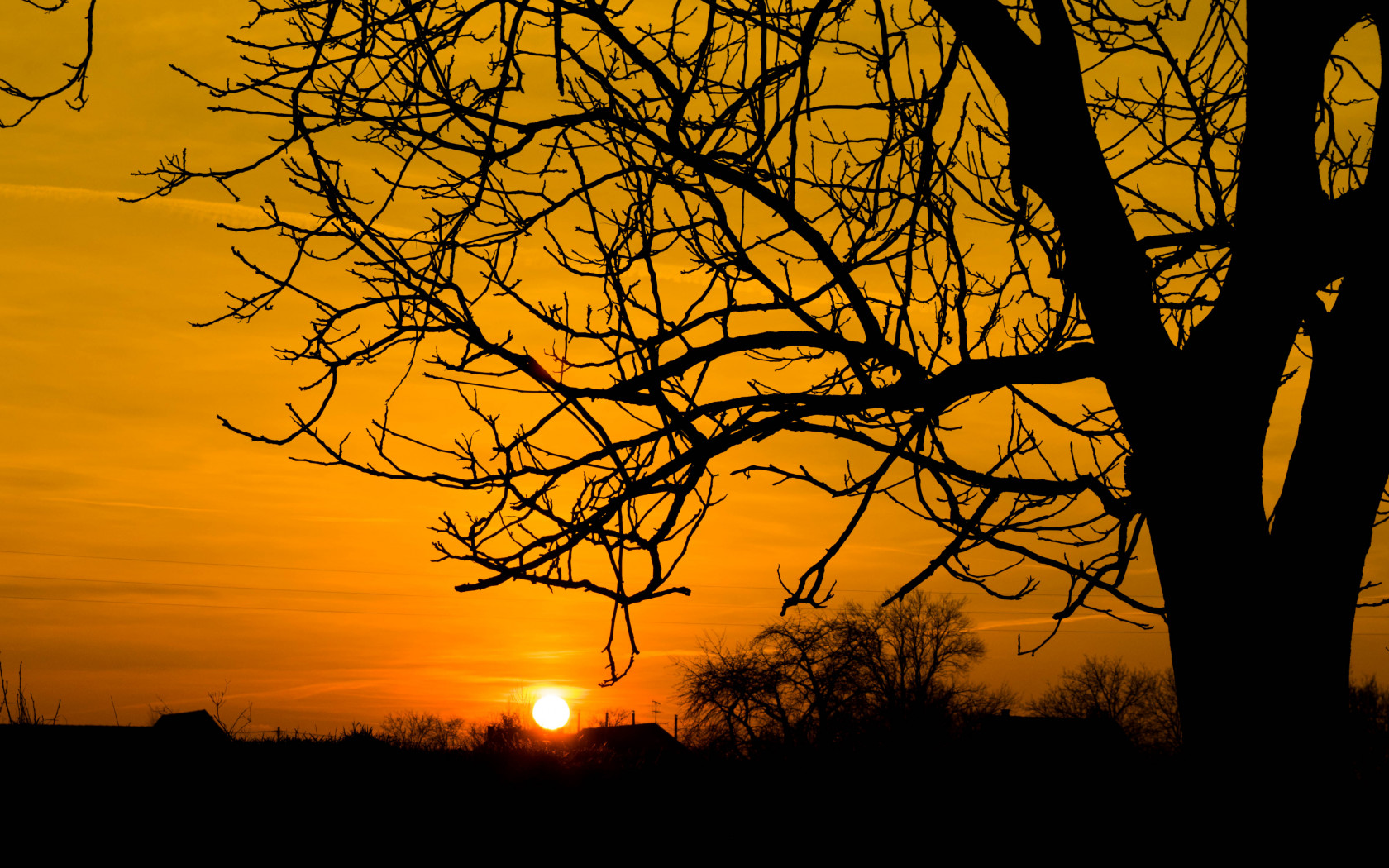 Silhouette of Bare Tree